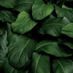 Redible Frame - Steel