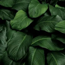 Redible Frame - Painted White