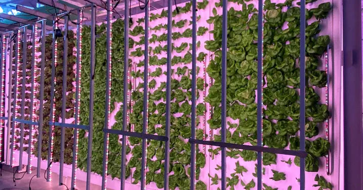 Double-Sided Panel (900 Plants)