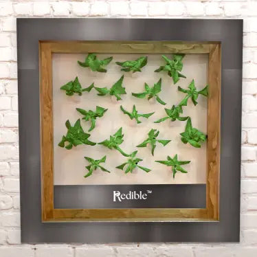 Redible Frame - Steel