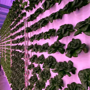 Double-Sided Panel (180 Plants)