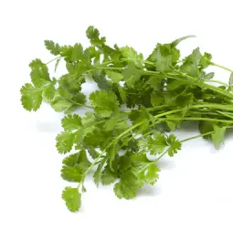 Cilantro