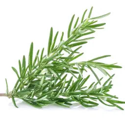 Rosemary
