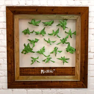 Redible Frame - Stained Wood